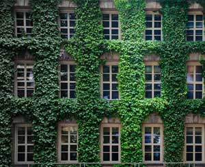 家里不同角落需要擺放不同植物，你家放對了嗎？