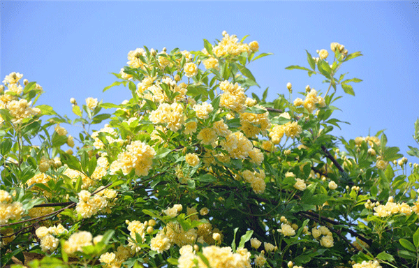 很多人都喜歡花花草草，但是咱們室內(nèi)該擺什么就不是那么清楚了。