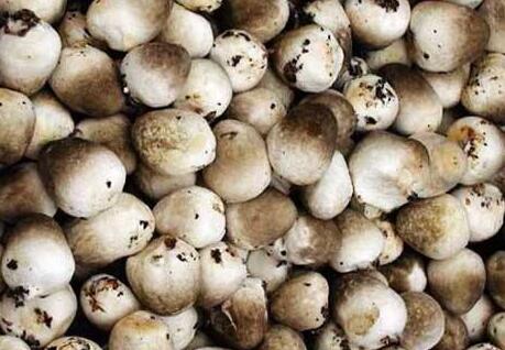 口蘑、香菇、草菇的區(qū)別